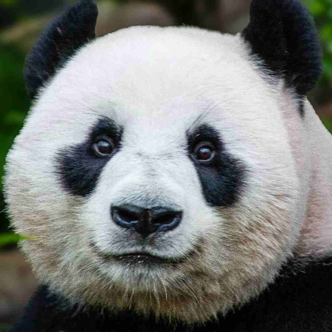 Path Panda